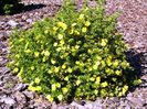 Potentilla fruticosa kobold 20