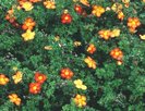 Potentilla fruticosa red ace 15