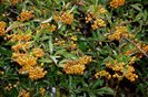 Pyracantha Golden Charmer 15
