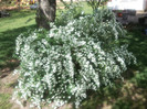 Spiraea cantoniensis Lanceata 20