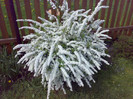 Spiraea cinerea Grefsheim 20