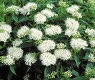 Spiraea japonica Albiflora 20