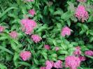 Spiraea japonica Crispa 20