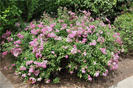 Spiraea japonica Little Princess 20
