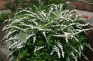 Spiraea nipponica Snowmound 20