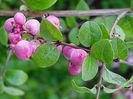 Symphoricarpos doorenbosii 12