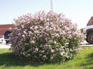 Syringa meyeri Palibin 15