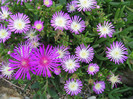 Delosperma floribundum (L. Bolus)