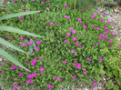 Delosperma cooperi   (Hook. f.) L.Bolus1927