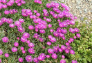 Delosperma cooperi (Hook. f.) L.Bolus1927