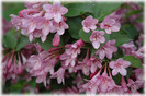 Weigela florida Pink Princess20