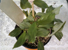 14 febr 2012 032