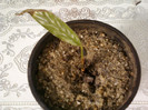 c, crocata-crestem, nora