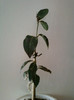 14 febr 2012 046