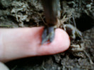 14 febr 2012 061