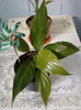 14 febr 2012 066