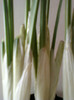 14 febr 2012 072