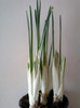 14 febr 2012 071
