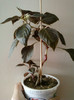 14 febr 2012 076