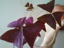 14 febr 2012 081