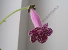 Kohleria Karl Lindberg