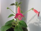 Kohleria Hanna Roberts