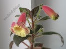 Kohleria Siriu
