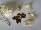 lunaria