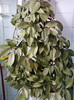 14 febr 2012 086