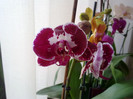 14.02.2012 sir indian de orhidee