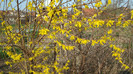 DSC00776 FORSYTHIA SUSPENSA