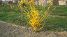DSC00848 FORSYTHIA SUSPENSA