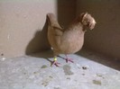 Image679