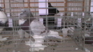 IMGA0583