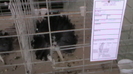 IMGA0595