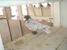 DSC02525