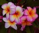 PLUMERIA PEECHA