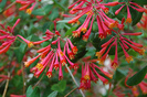 Lonicera sempervirens