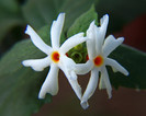 Nyctanthes arbor tristis -jasmin