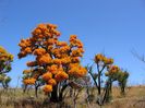 Nuytsia floribunda