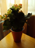 begonia de camera