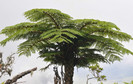 Cyathea glauca