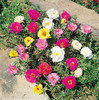 Portulaca- floarea in 4 culori