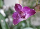 Dendrobium Berry Oda, prima floare