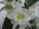 Dendrobium nobile "White Star"