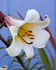 Lilium regale