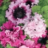 petunia-hybrida_03_tn