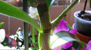 pui si keiki orhidee 004