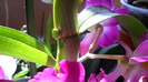pui si keiki orhidee 005