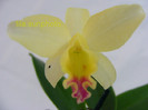 Sophrolaeliocattleya Mini Doris